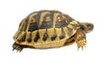 Turtle testudo hermanni tortoise Royalty Free Stock Photo
