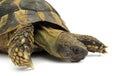 Turtle testudo hermanni tortoise Royalty Free Stock Photo