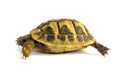 Turtle Testudo hermanni tortoise Royalty Free Stock Photo