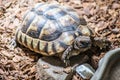 Turtle Testudo Marginata european landturtle eat 7