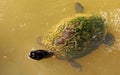 Turtle about to eat a bug Royalty Free Stock Photo