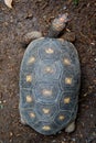 Turtle top view Royalty Free Stock Photo