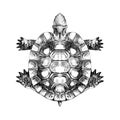 Turtle top view, carapace crawling sketch vector Royalty Free Stock Photo