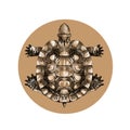 Turtle top view, carapace, crawling, sketch, vector