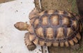 Turtle top view close up Royalty Free Stock Photo