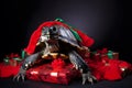 A turtle or tortoise in a Christmas setup. Studio portrait, winter festive season template