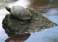 Turtle (Tortoise) on a rock in the middle of water
