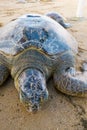 Turtle, tortoise in the sand