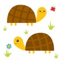 Turtle tortoise set. Cute cartoon character family couple. Butterfly, daisy flower, grass. Pet animal collection. Education cards Royalty Free Stock Photo