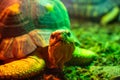 Turtle tortoise terrarium in zoo Barcelona