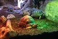 Turtle tortoise terrarium in zoo Barcelona