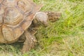 Turtle tortoise, Testudinidae, Testudines eating green grass outdoors Royalty Free Stock Photo