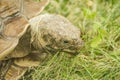 Turtle tortoise, Testudinidae, Testudines eating green grass outdoors Royalty Free Stock Photo