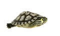 Turtle - trachemys