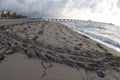 Turtle Tracks on the Beach Royalty Free Stock Photo