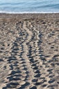 Turtle tracks in sand on beach