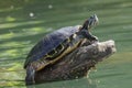 Turtle on a tree in a river Royalty Free Stock Photo
