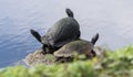 Turtle trio, three turtles sunning themselves