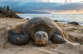 A Turtle on Turtle Beach - Oahu