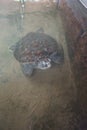 Turtle in a turtle hatchery.
