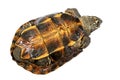 Turtle Turtle upside down, trying to turn over. Royalty Free Stock Photo