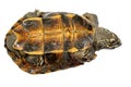 Turtle Turtle upside down, trying to turn over. Royalty Free Stock Photo