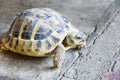 Turtle Royalty Free Stock Photo