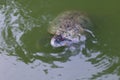 Turtle, Turtles floating swam on the surface water, Freshwater turtle Selective focus Royalty Free Stock Photo
