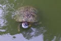 Turtle, Turtles floating swam on the surface water, Freshwater turtle Selective focus