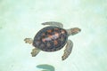 Turtle turtles life reptiles marinelife mammals