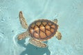 Turtle turtles life reptiles marinelifemammals Royalty Free Stock Photo
