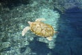 Turtle turtles life reptiles marinelifemammals Royalty Free Stock Photo