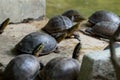 Turtle in turtles pond Royalty Free Stock Photo