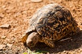 Turtle Royalty Free Stock Photo