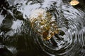 Turtle under Water in Congaree National Park, South Carolina Royalty Free Stock Photo