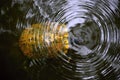 Turtle under Water in Congaree National Park, South Carolina Royalty Free Stock Photo