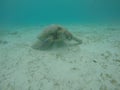 Turtle under the water