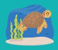 turtle undersea with algaes