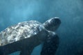 Turtle underwater Royalty Free Stock Photo