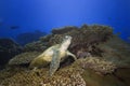 Turtle underwater