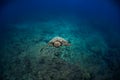 Turtle underwater against blue reef