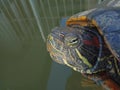 turtle up close, exotic amphibious animal
