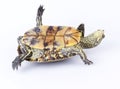 Turtle upside down Royalty Free Stock Photo