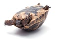 Turtle Royalty Free Stock Photo