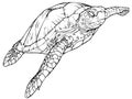 Turtle vector drawing For children`s and adults` illustrations. Royalty Free Stock Photo