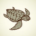 Turtle. Vector drawing Royalty Free Stock Photo