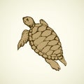 Turtle. Vector drawing Royalty Free Stock Photo