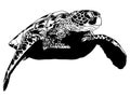 Turtle vector eps Hand drawn, Vector, Eps, Logo, Icon, silhouette Illustration by crafteroks for different uses. Visit my website