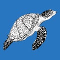 Turtle. Vector hand drawn ink illustration. Isolated image. Sketch of artwork.