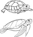 turtle vector with vintage outline style on white background